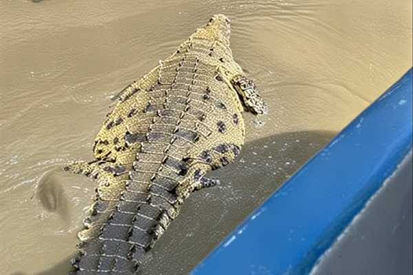 Palo Verde Wildlife River Boat Cruise