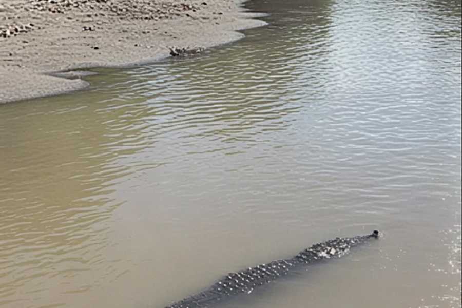 Tour Guanacaste Palo Verde Wildlife River Boat Cruise