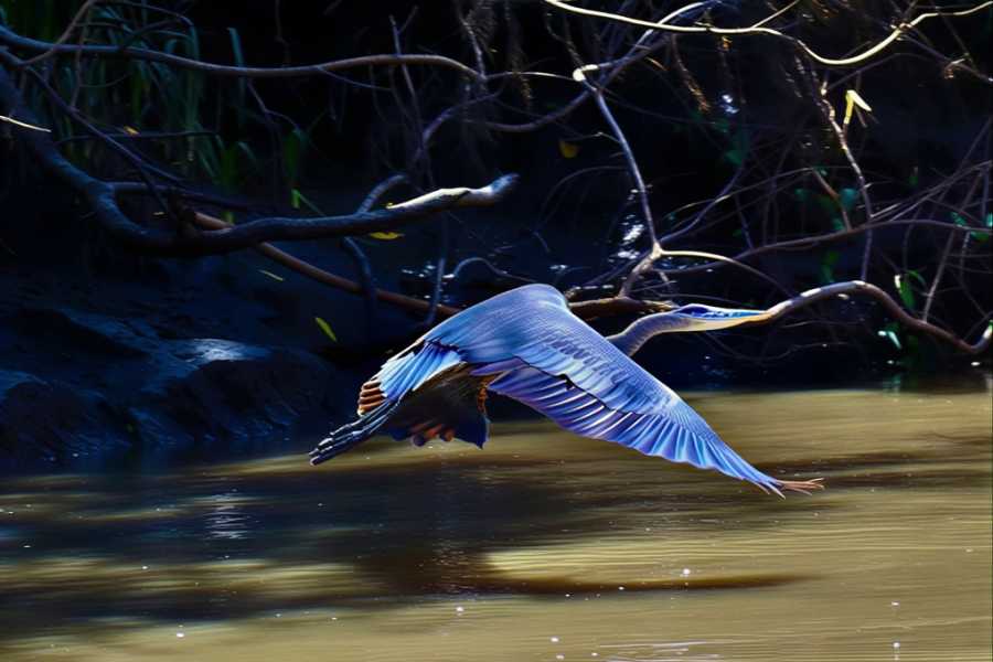 Tour Guanacaste Palo Verde Wildlife River Boat Cruise