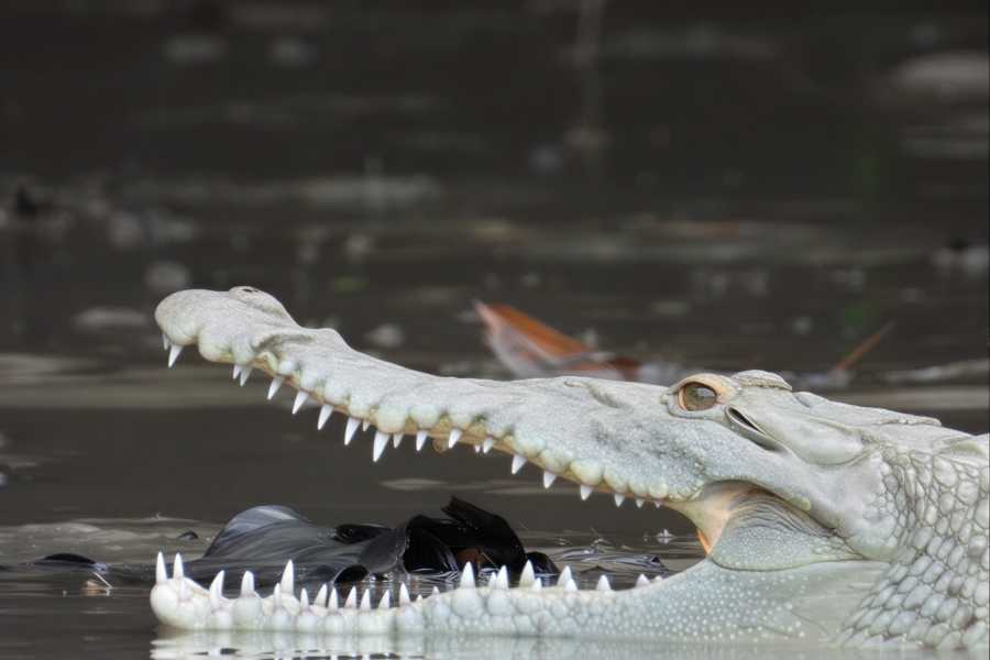 Tour Guanacaste Palo Verde Wildlife River Boat Cruise