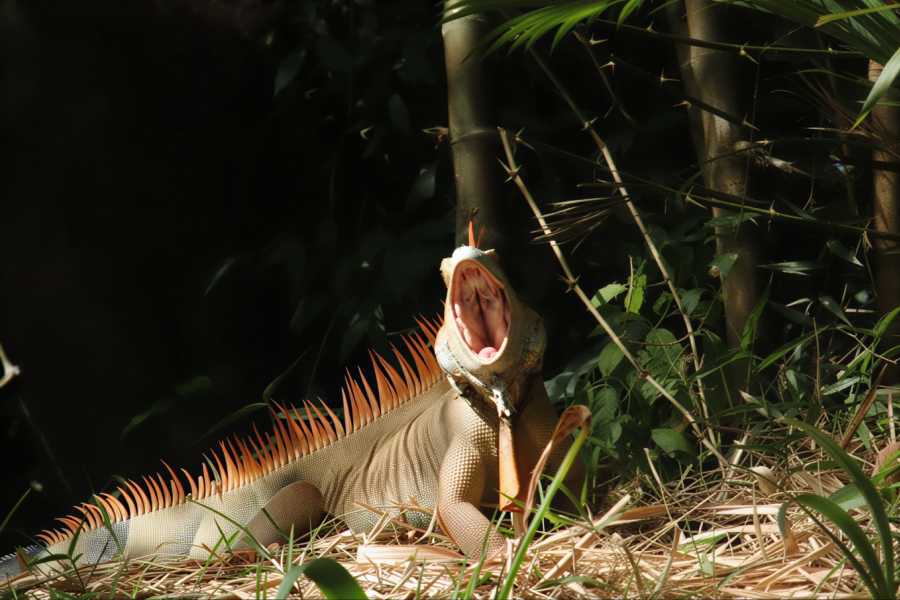 Tour Guanacaste Palo Verde Wildlife River Boat Cruise