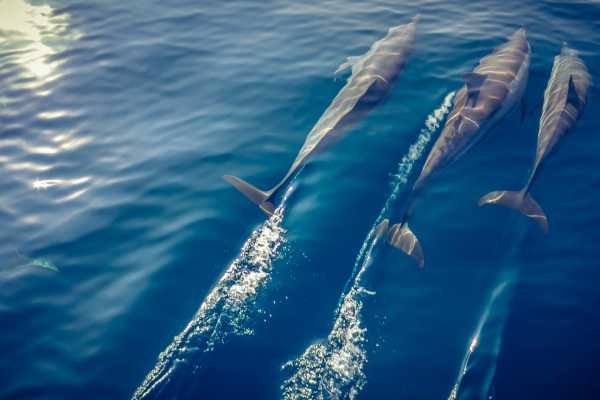 Morning Snorkel Catamaran Tour