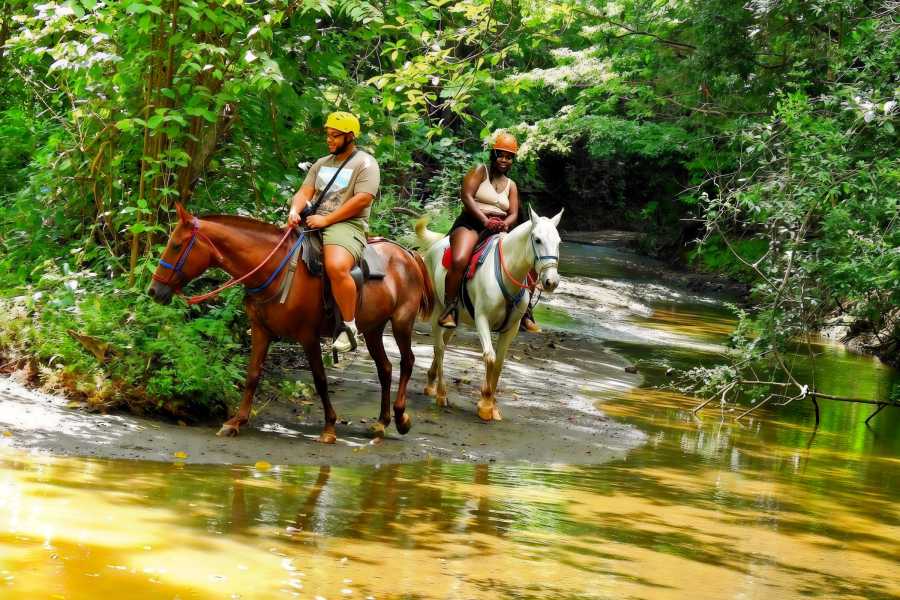 Congo Canopy Original Canopy and Horseback Combo
