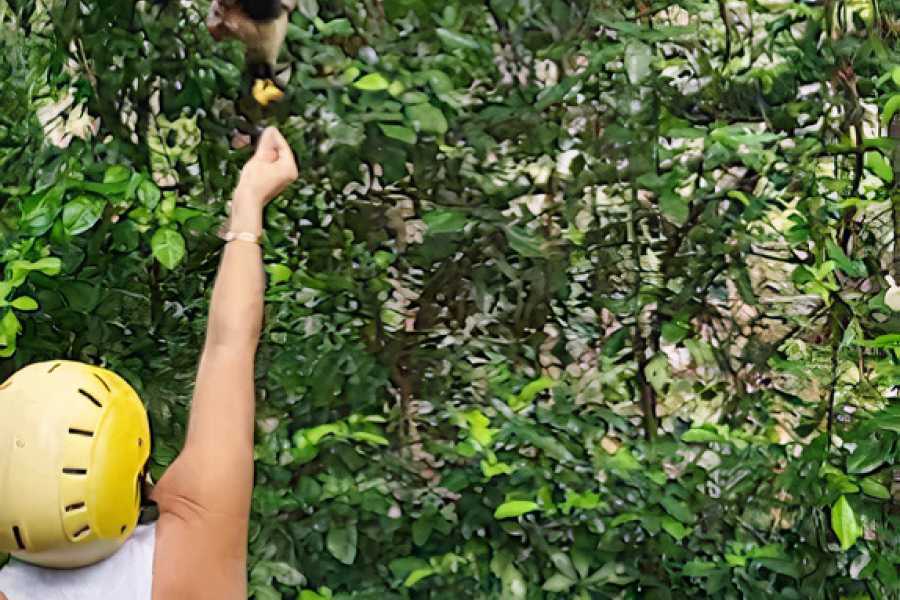 Congo Canopy Canopy Horseback Monkey Combo