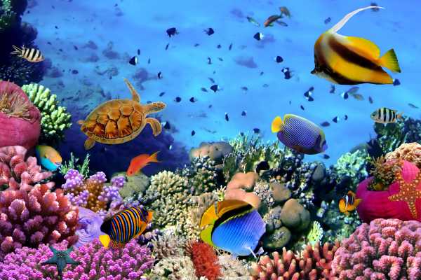 Flamingo Islands Snorkel Expedition