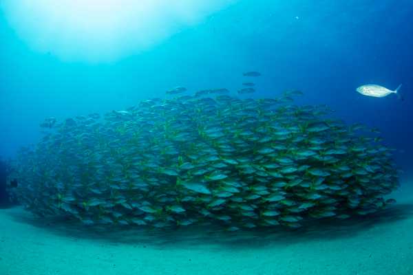 Flamingo Islands Snorkel Expedition