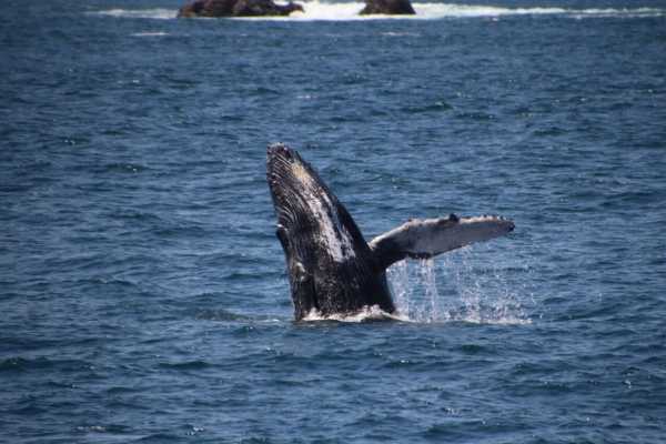Flamingo Islands Snorkel Expedition