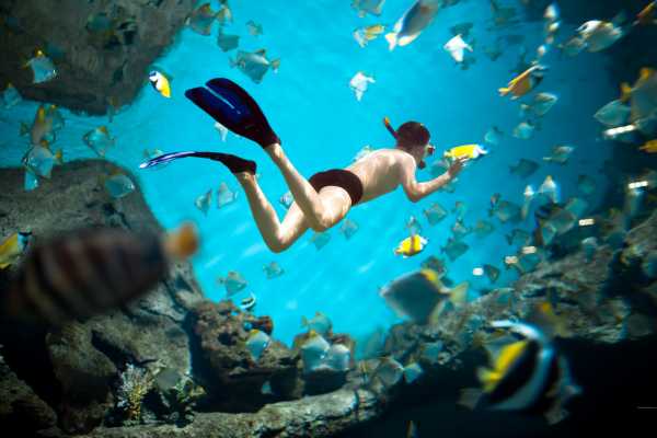 Flamingo Islands Snorkel Expedition