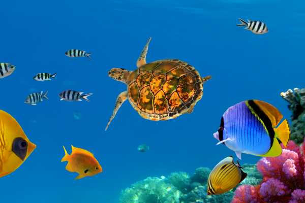 Flamingo Islands Snorkel Expedition