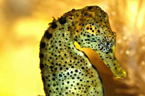 Flamingo Islands Snorkel Expedition