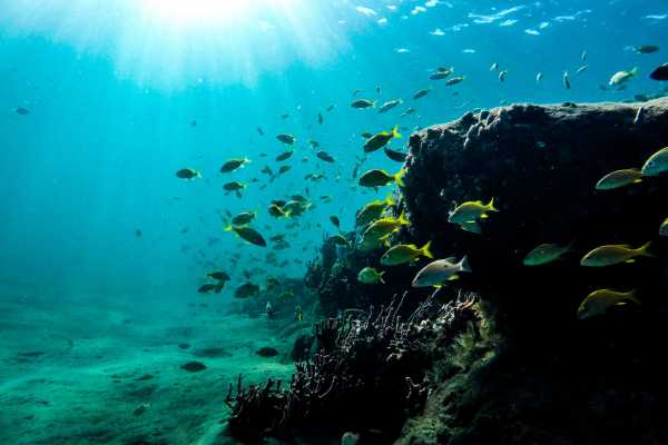 Flamingo Islands Snorkel Expedition