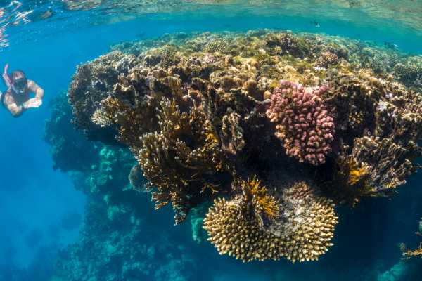 Flamingo Islands Snorkel Expedition