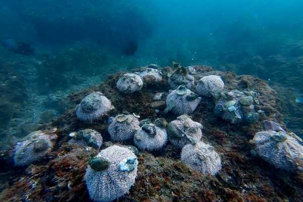 Flamingo Islands Snorkel Expedition