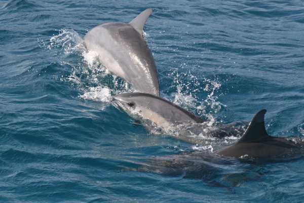 Flamingo Islands Snorkel Expedition