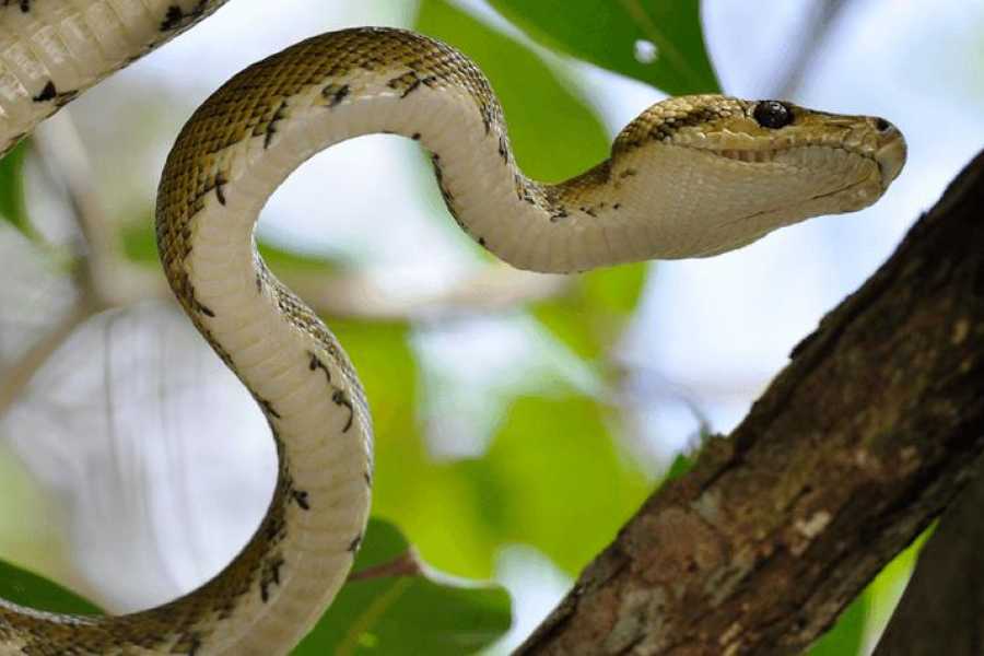 Uvita Information Center Sierpe Mangrove Boat Tour