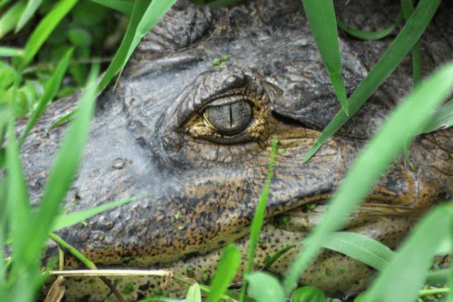 Uvita Information Center Sierpe Mangrove Boat Tour