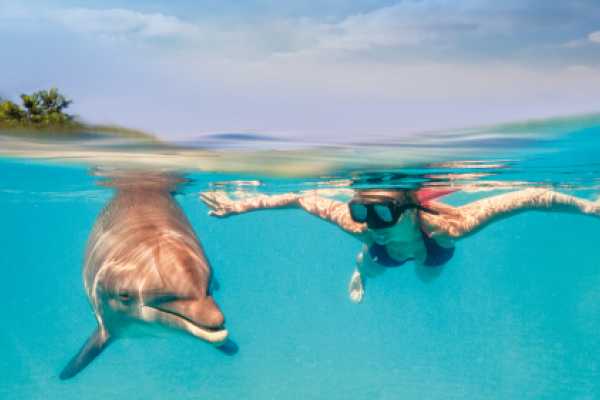Interactive Dolphin Programs