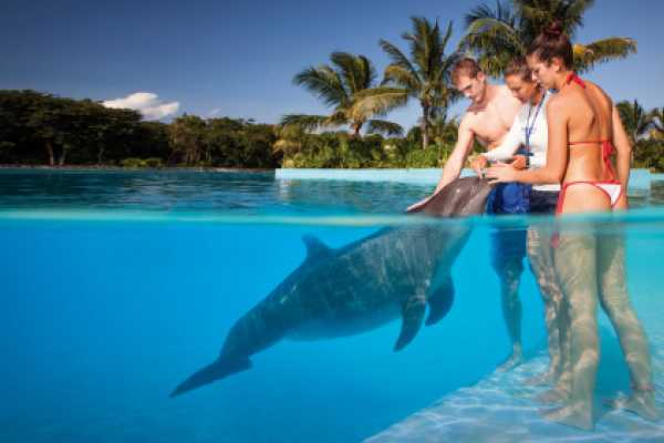 Interactive Dolphin Programs