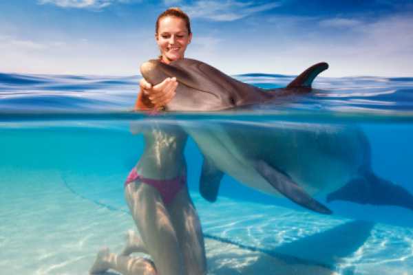 Interactive Dolphin Programs