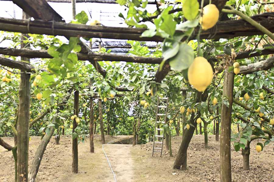 Feeling Italy Concierge GROUP TOURS - Gourmet Food Tours - Cheese Making, Limoncello and Farm Tour