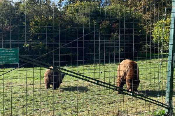 BV05 - Hiking Tour and Bear Watching in the Carpathians: Piatra Craiului Mountains - from Brasov