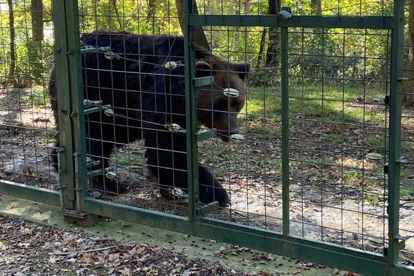 BV05 - Hiking Tour and Bear Watching in the Carpathians: Piatra Craiului Mountains - from Brasov