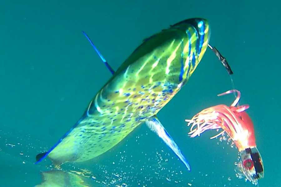 Uvita Information Center Sportfishing with Captain Junior from Uvita