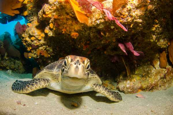 Panga Fishing and Snorkeling ATV Tour