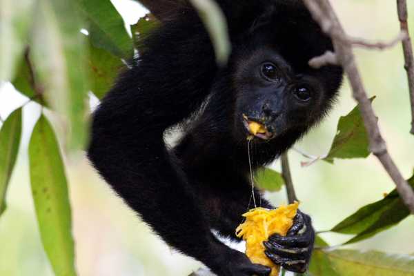 Monkey and Wildlife Tour