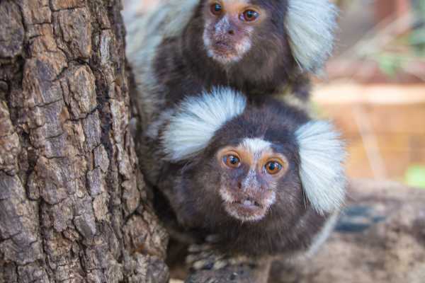 Monkey and Wildlife Tour