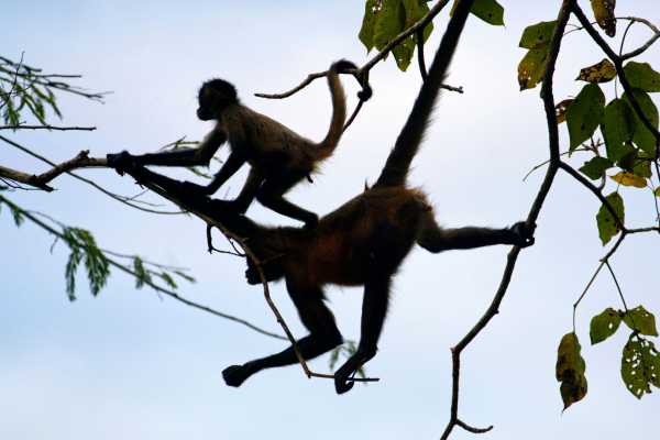 Monkey and Wildlife Tour