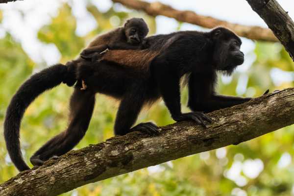 Monkey and Wildlife Tour