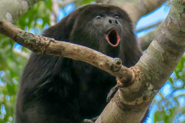 Monkey and Wildlife Tour