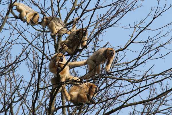 Monkey and Wildlife Tour
