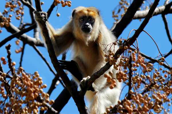 Monkey and Wildlife Tour