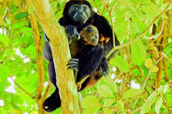 Monkey and Wildlife Tour