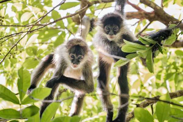 Monkey and Wildlife Tour