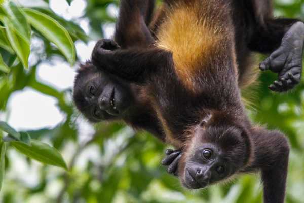 Monkey and Wildlife Tour
