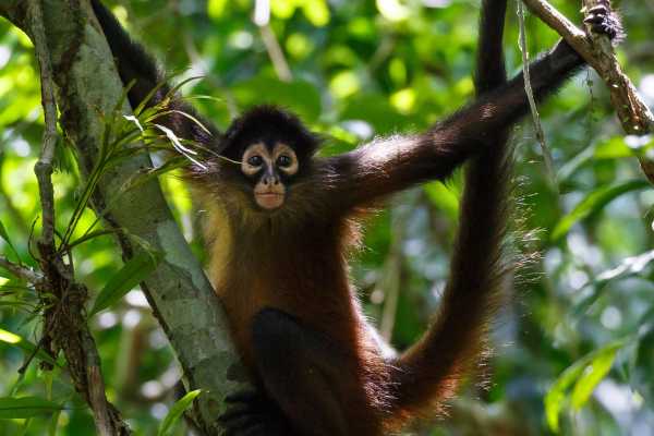 Monkey and Wildlife Tour