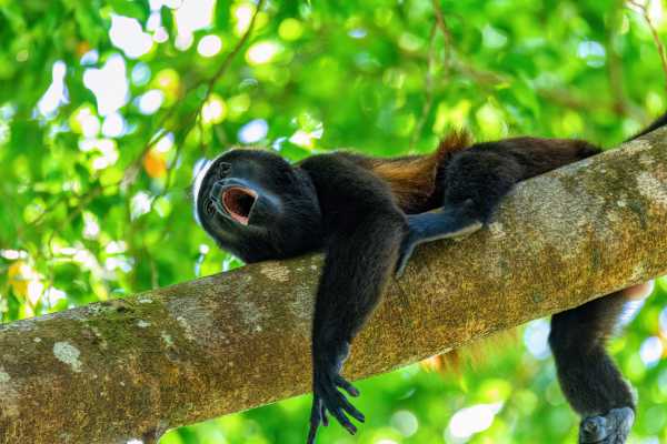 Monkey and Wildlife Tour