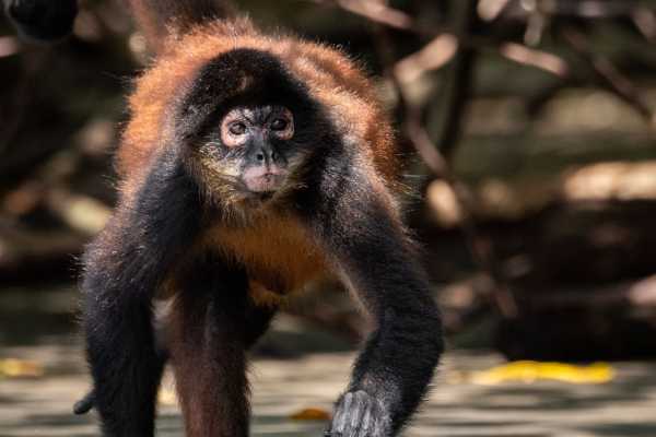Monkey and Wildlife Tour
