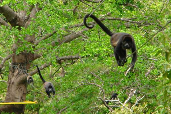 Monkey and Wildlife Tour