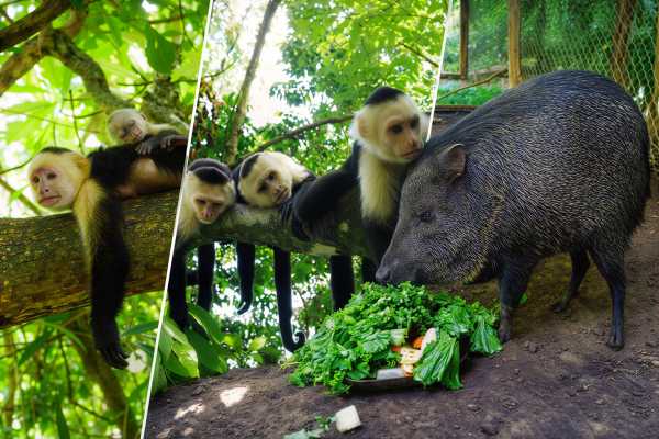 Monkey and Wildlife Tour