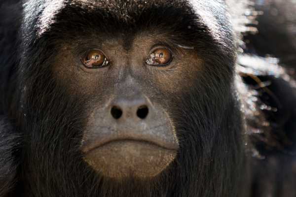Monkey and Wildlife Tour