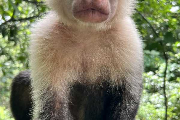 Monkey and Wildlife Tour