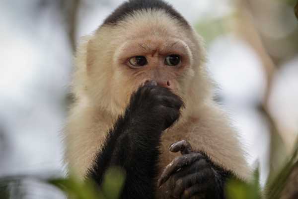 Monkey and Wildlife Tour