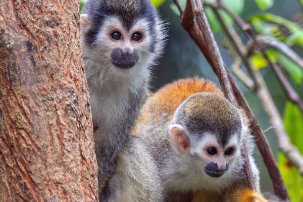 Monkey and Wildlife Tour