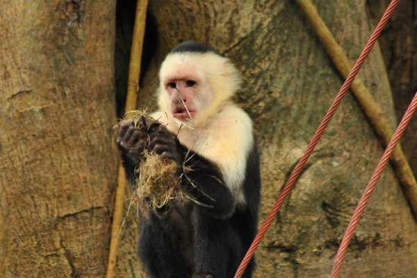 Monkey and Wildlife Tour