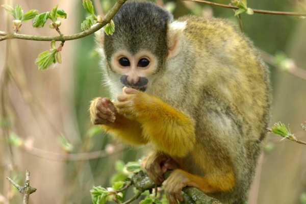 Monkey and Wildlife Tour
