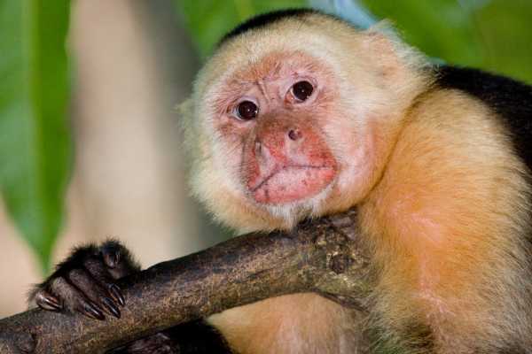 Monkey and Wildlife Tour
